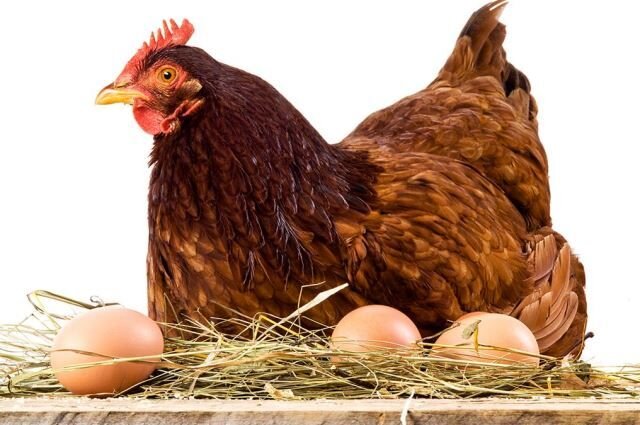 Фото из открытых источников https://aif.by/timefree/dacha/plan_dlya_ryaby_kak_sdelat_tak_chtoby_kurica_nesla_yayca_kazhdyy_den