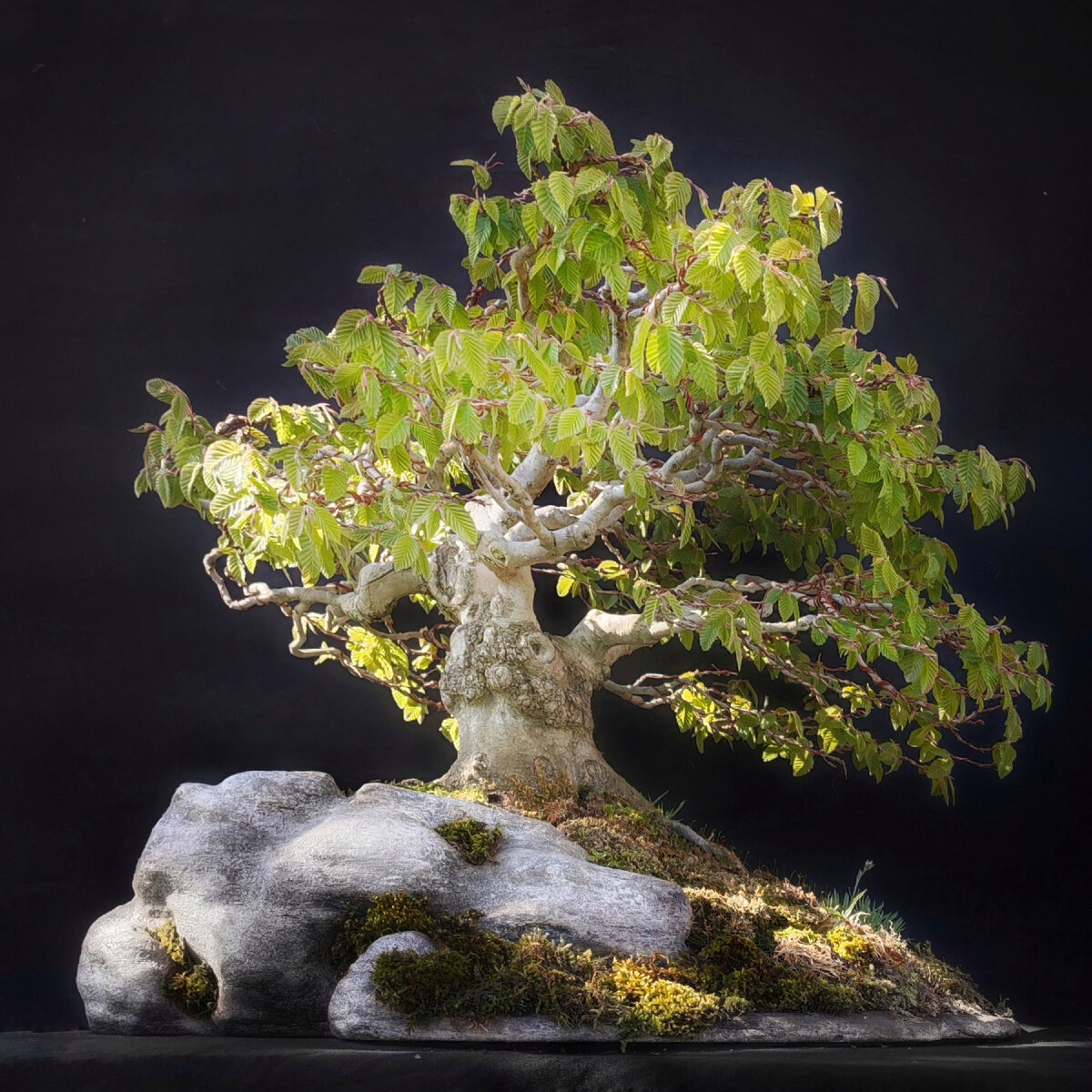 №1/22. Контекст для бонсай. Граб восточный (А. Пажидаев).