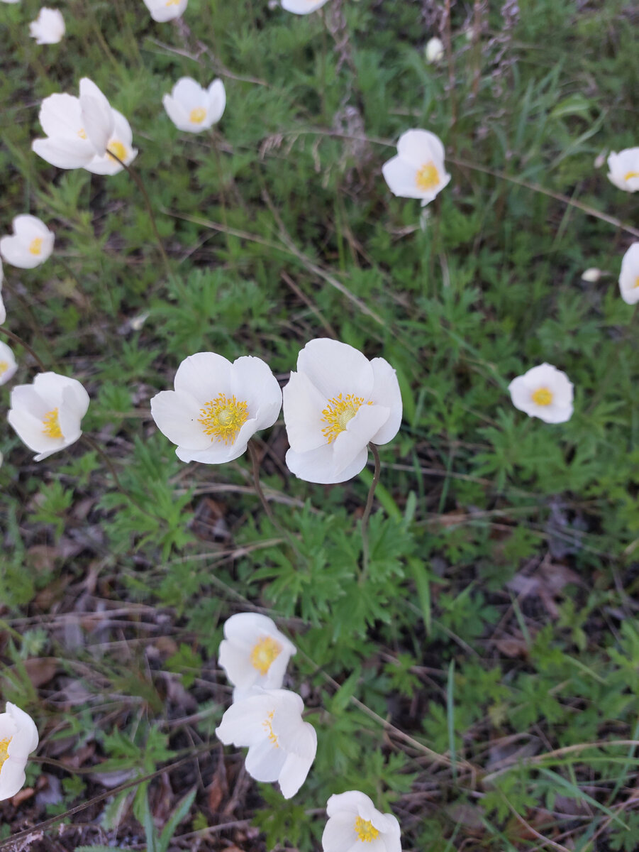 Цветы на даче. Фото автора