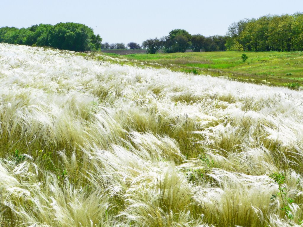 Ковыль трава Степная. Ковыль (Stipa). Поле ковыль перистый. Ковыль перистый цветение.