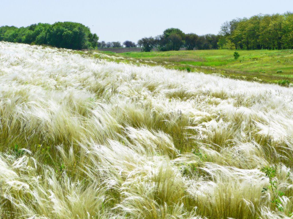 Ковыль. Ковыль и травы степи. Ковыль в степи. Ковыль (Stipa).