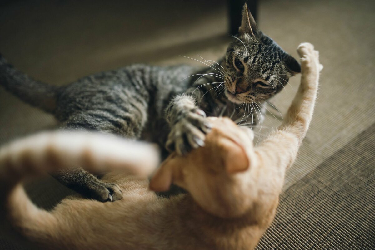 Почему коты больше кошек. Кошечка на руках. Кошки которые царапаются. Кот кусает. Кошки которые не царапаются.