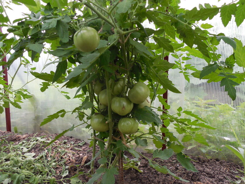 https://mwhome.ru/catalog/zhivye_rasteniya/rassada_i_sazhentsy/rassada_ovoshchey/tomaty/174588/