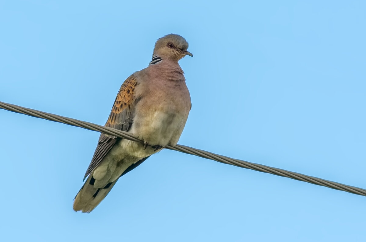 ГОРЛИЦА ОБЫКНОВЕННАЯ (Streptopelia turtur)