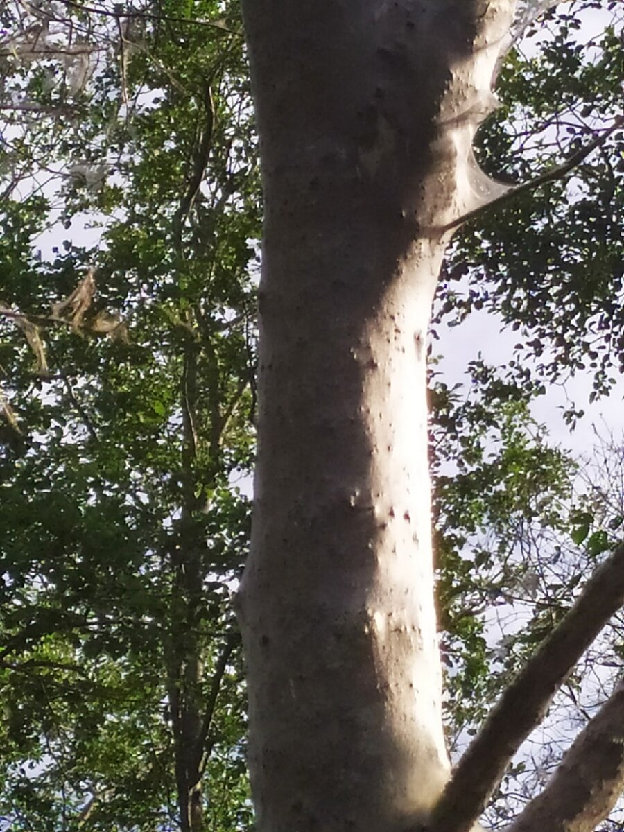 Стволы в паутине