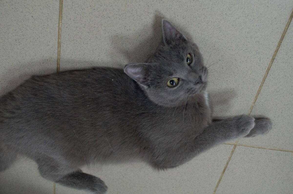 Амурка. Афрокосы 103 50см. С акутиха быстроистокского района алтайского края. Амурка. Зизи (пр) 613.