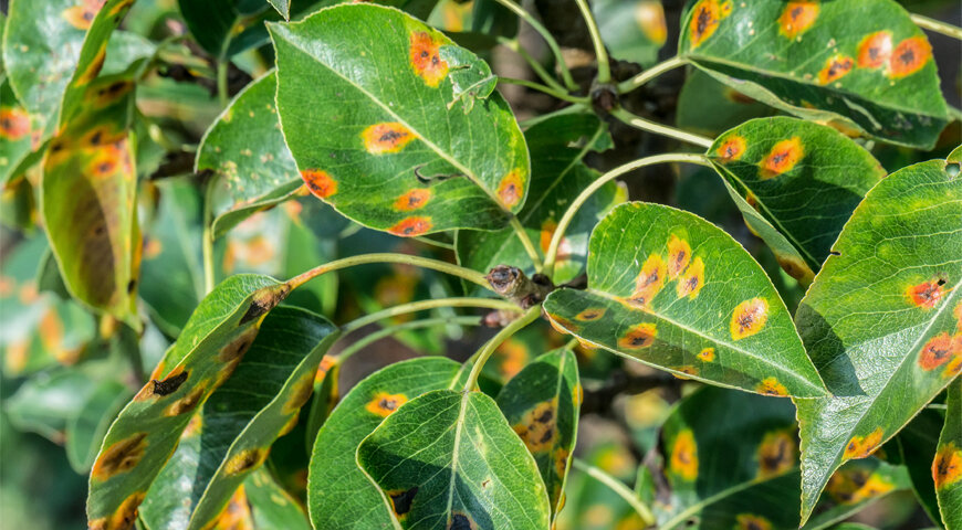 Ржавчина груши