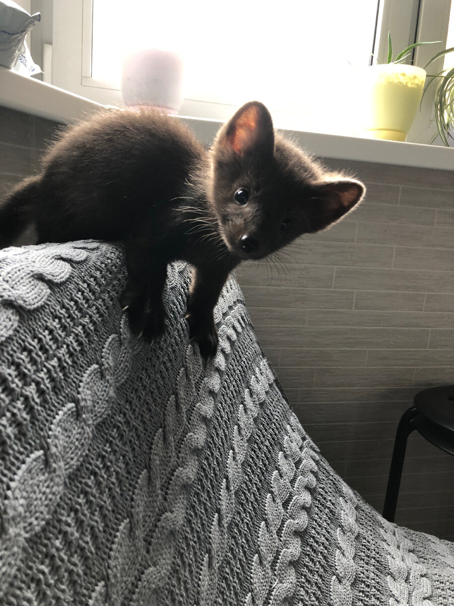 Коготки у двухмесячного соболька вполне себе ого-го