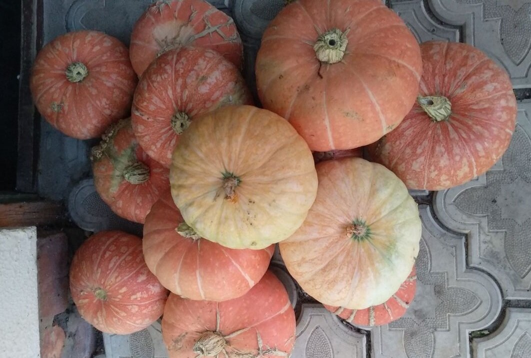 Тыква от подписчицы