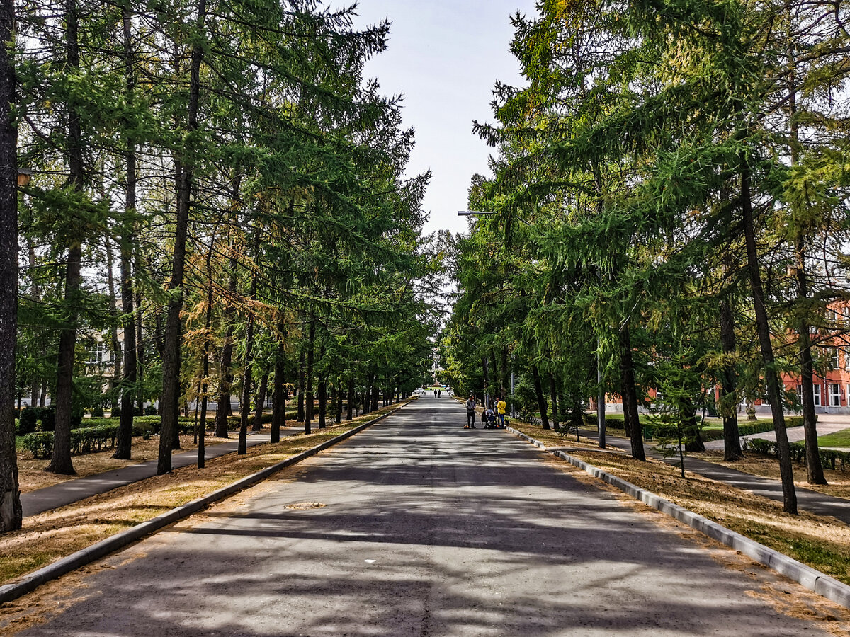 Лиственничная аллея.