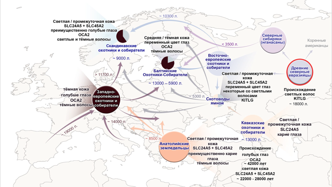 Древние Северные евразийцы. Древние Северные евразийцы мумии Сибирь. Миграции древние Северные евразийцы. Как выглядели древние Северные евразийцы. Биологическая роль светлой кожи евразийцев