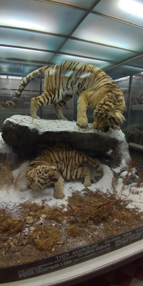 Экспозиция Зоологического музея - амурские тигры, фото из личного архива автора заметки