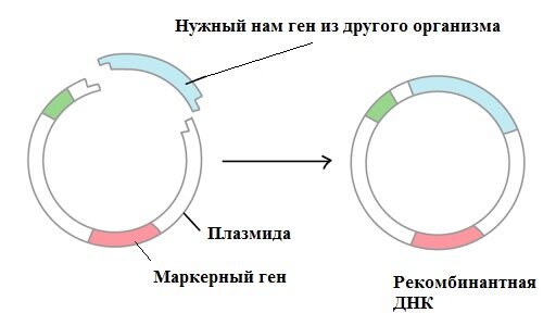 Получение рекомбинантной плазмиды. 