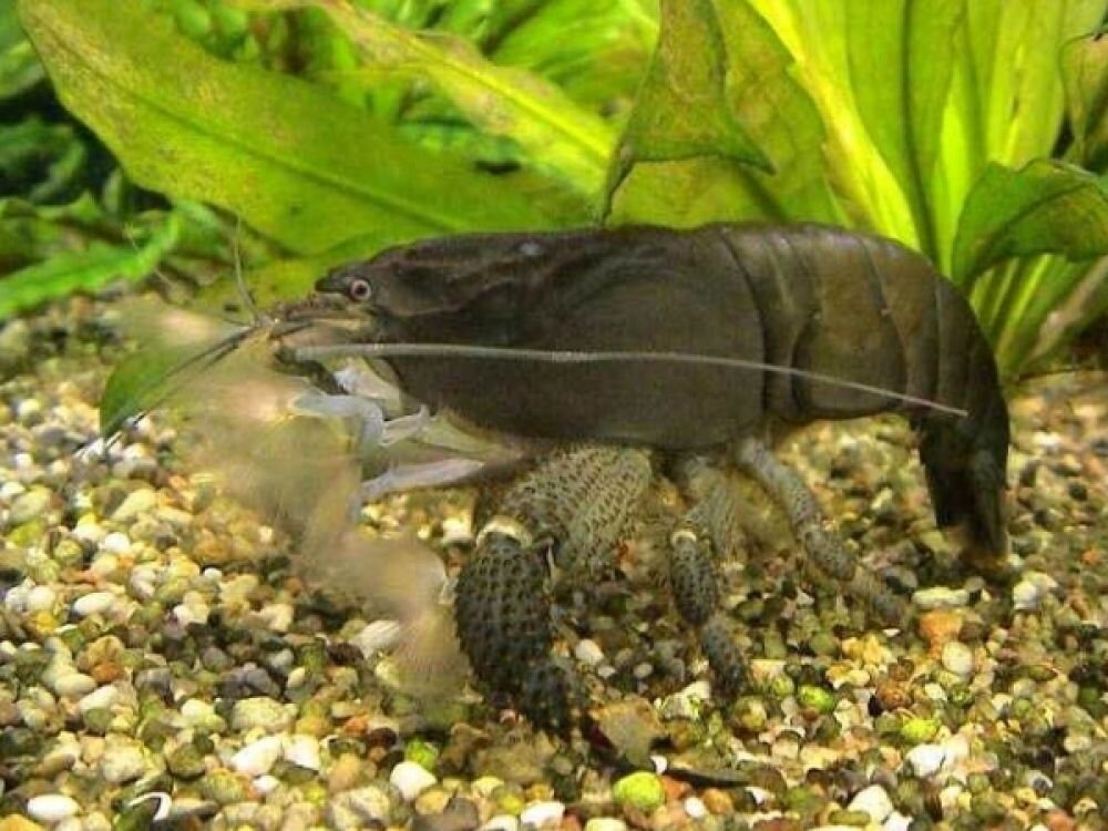 Габонский фильтратор. Отдалённо этого колоса можно принять за рака, но на деле - это просто очень, ОЧЕНЬ большая креветка)