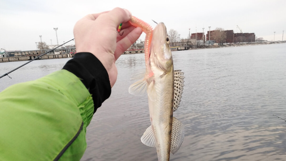 Судак на резину в отвес