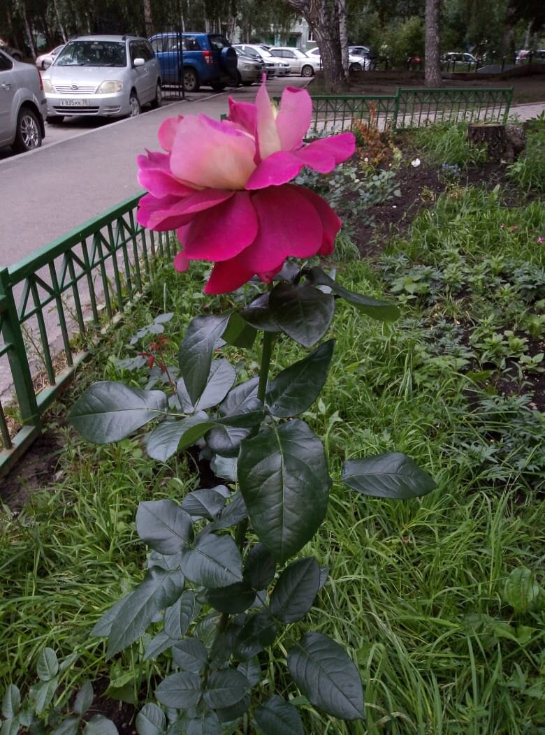 фото автора 