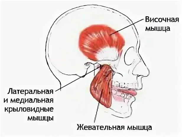 Жевательные мышцы схема