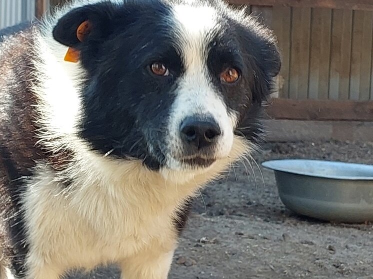     фото со страницы группы "Рыжая моська" во ВКонтакте