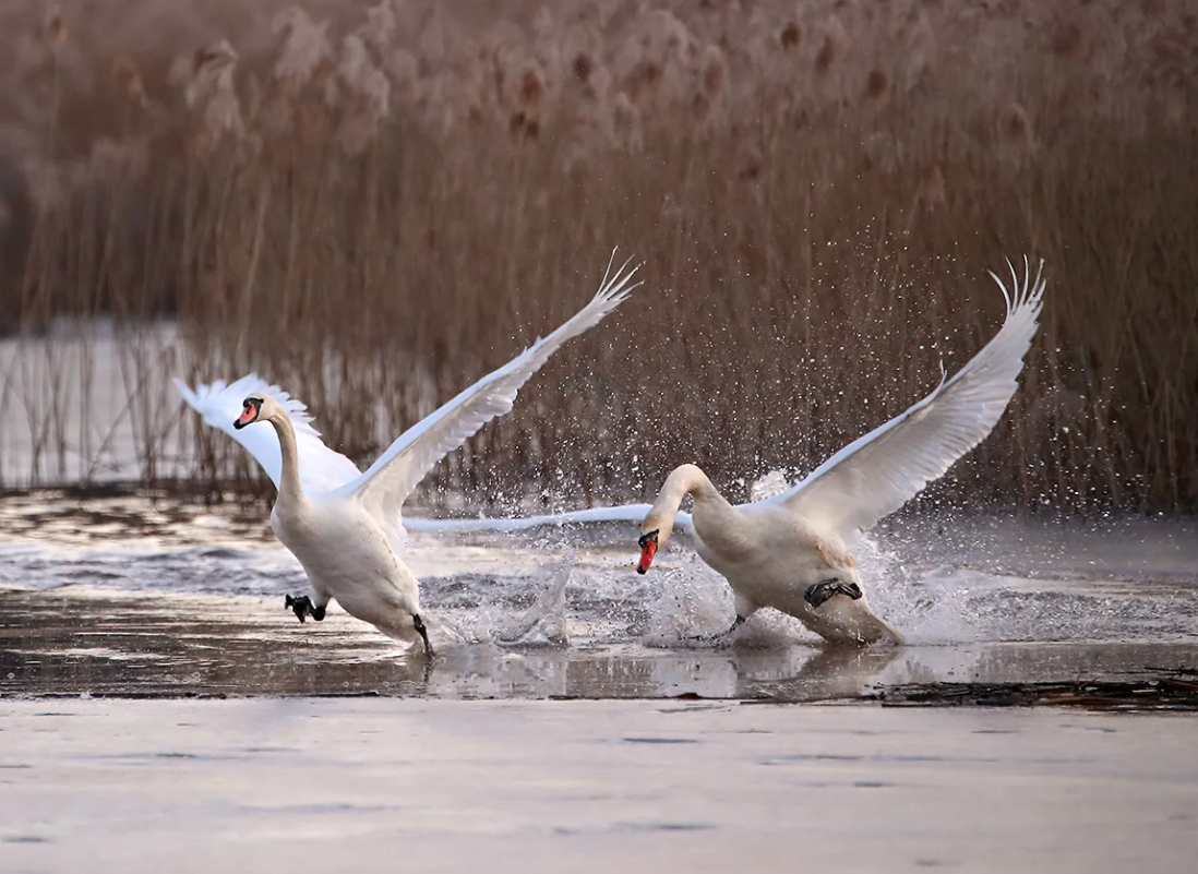 Бесспорно, лебедь - красивая птица