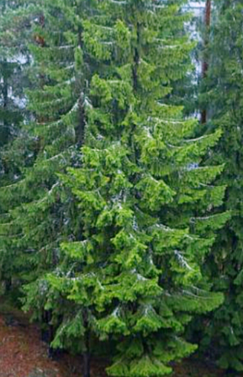 Дерево пихты