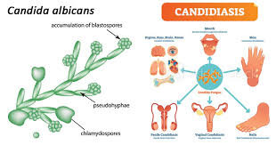 Кандида это. Candida albicans жизненный цикл.