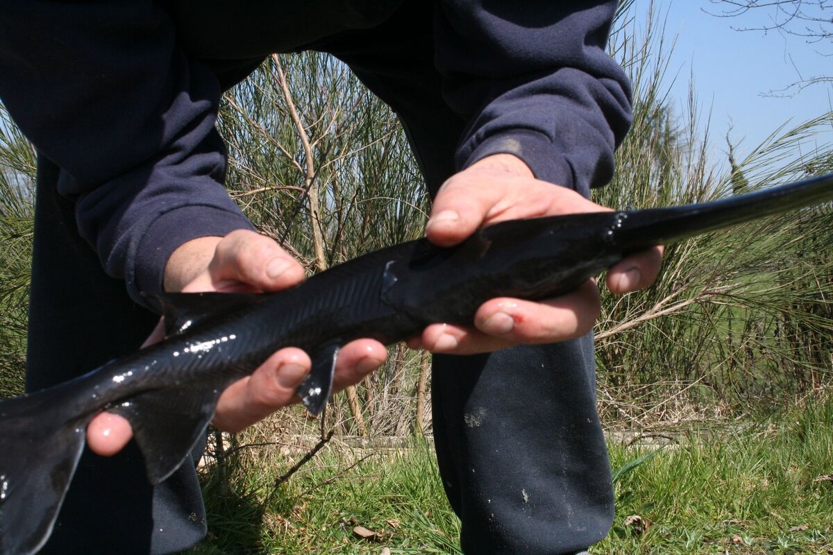 Вот такой Веслоносик мне и нужен! Картинка с i.pinimg.com