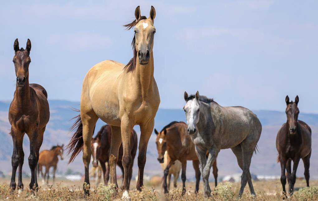 © Муса Салгереев/ТАСС 