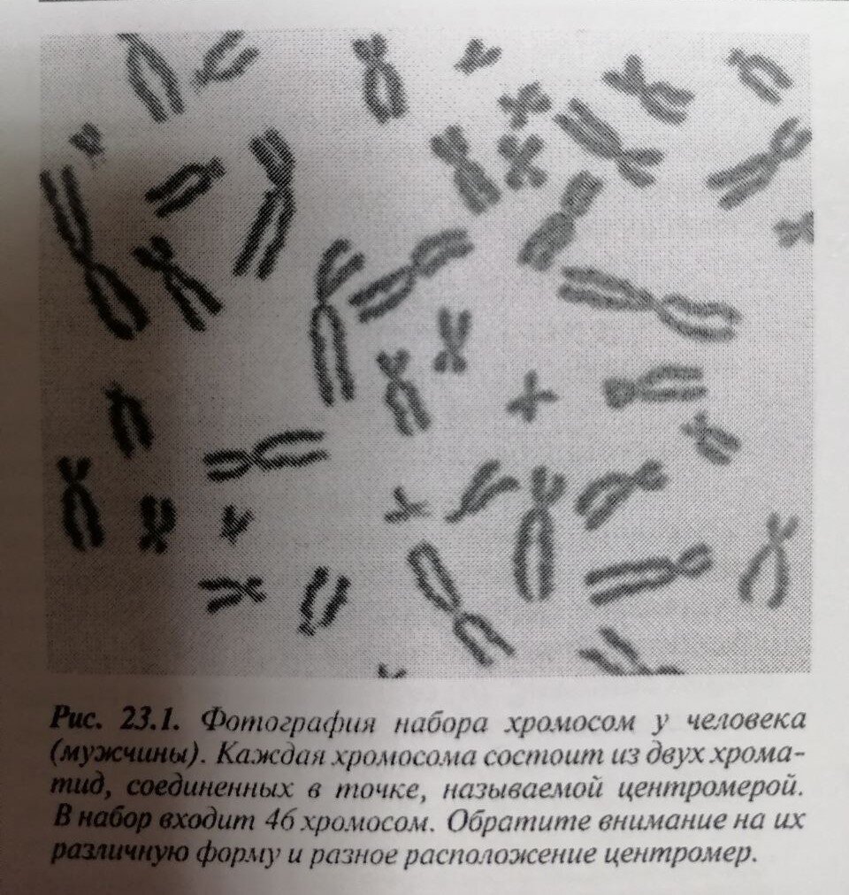 Хромосомы, их гаплоидный и диплоидный набор. Жизненные циклы эукариот