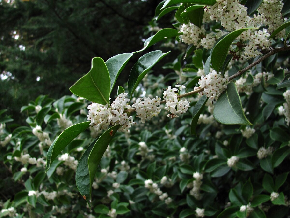 Османтус Бурквуда Osmanthus