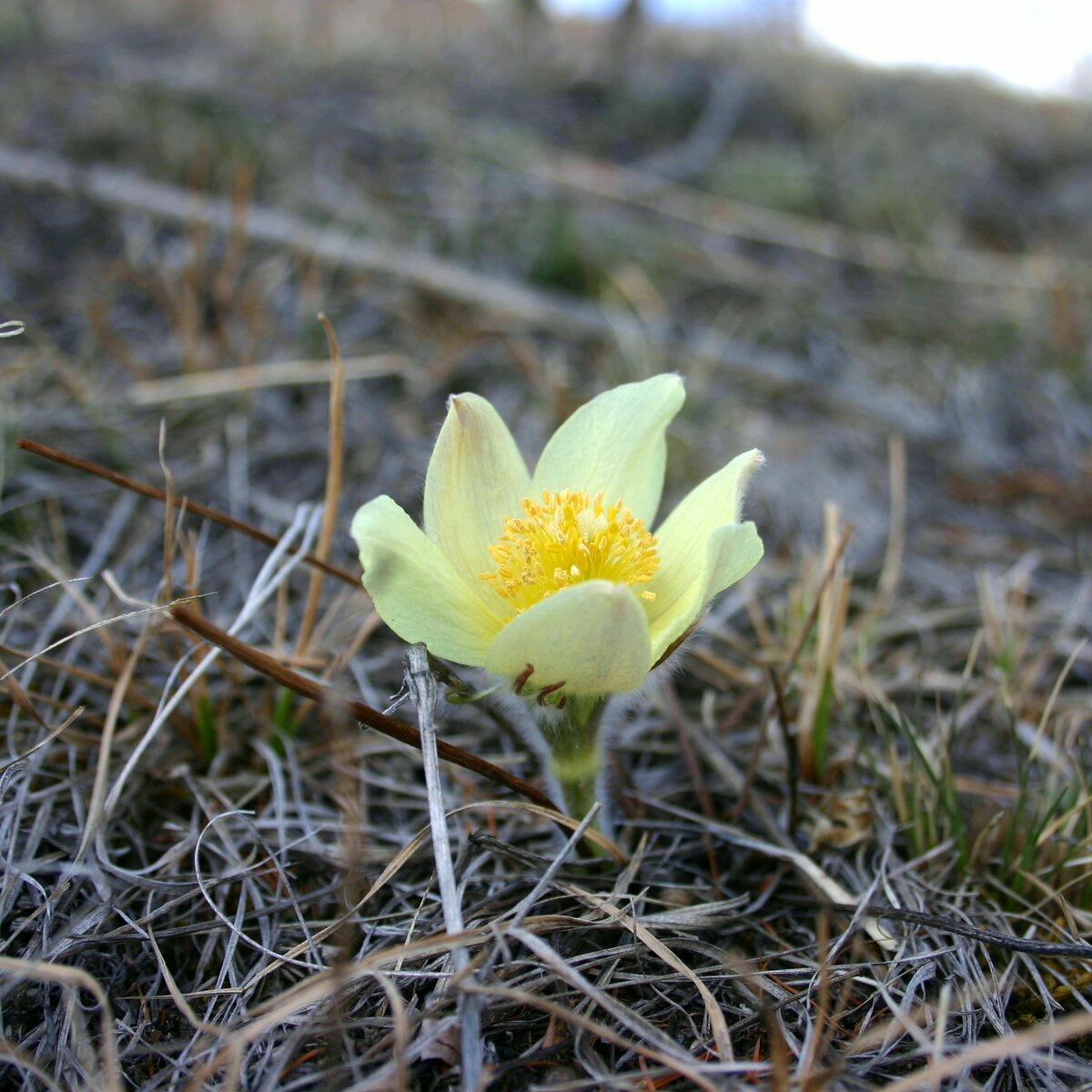 Прострел желтеющий