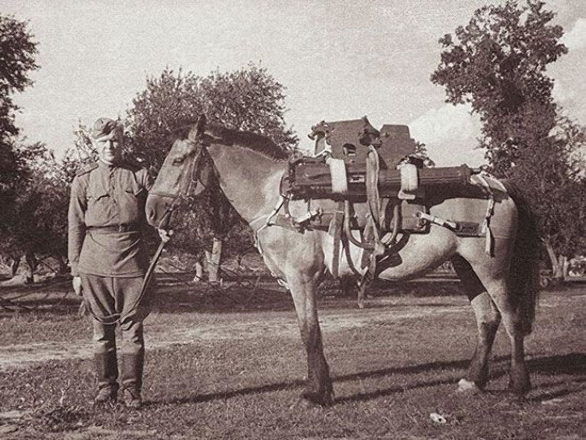 Военная лошадь