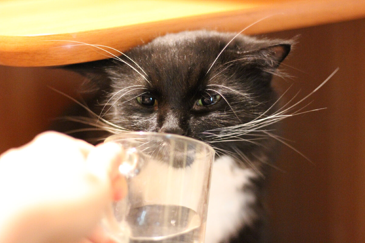 Вы слышали, что на самом деле кошкам нельзя молоко? Проверьте, так ли хорошо вы знаете котиков! Есть вещи, которые могут удивить! 🐈🐈🐈 Привет!-2