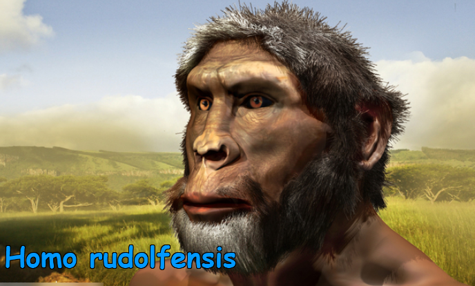 Homo habilis эпоха. Человек умелый, человек рудольфский.