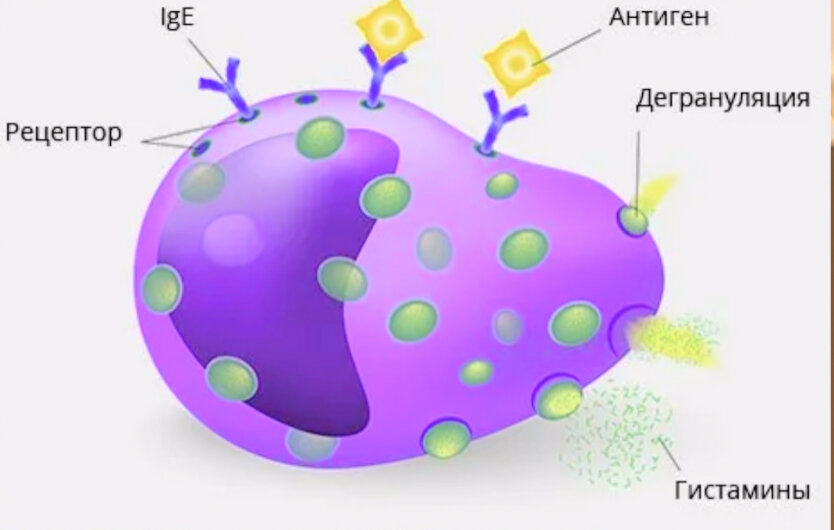 тучная клетка