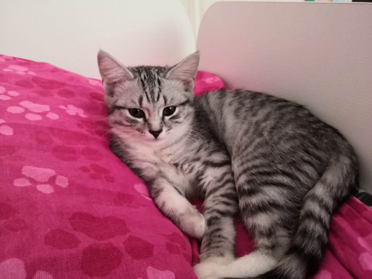 Маленький котенок Ириска