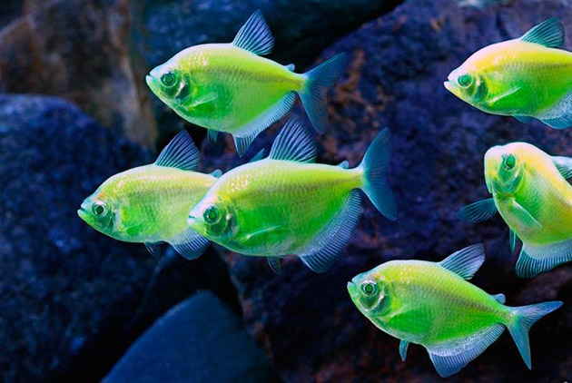 GloFish: Эксперимент, который вышел из-под контроля. ГМО рыбы, которых уже запретили в западных странах6