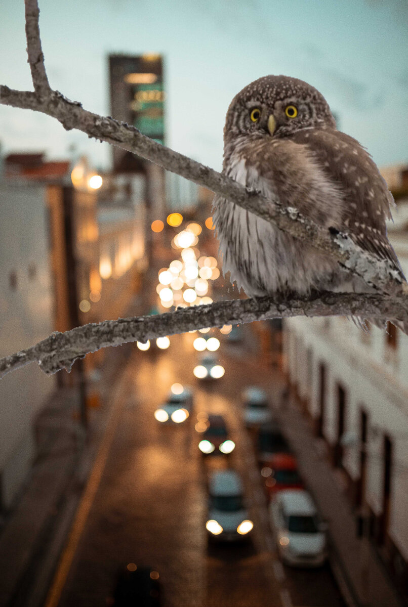 Воробьиный сыч