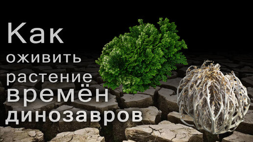 Иерихонская роза. Как оживить древнее растение времен динозавров.