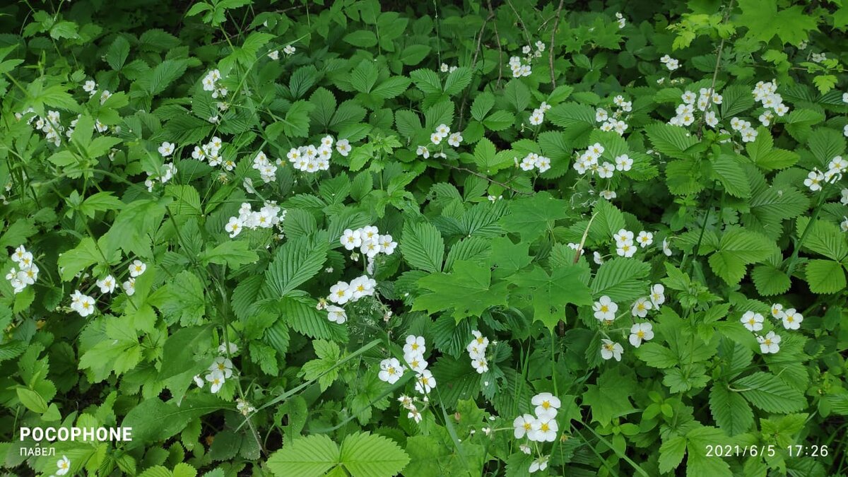 Лесная земляника в Тверской области её просто тьма.