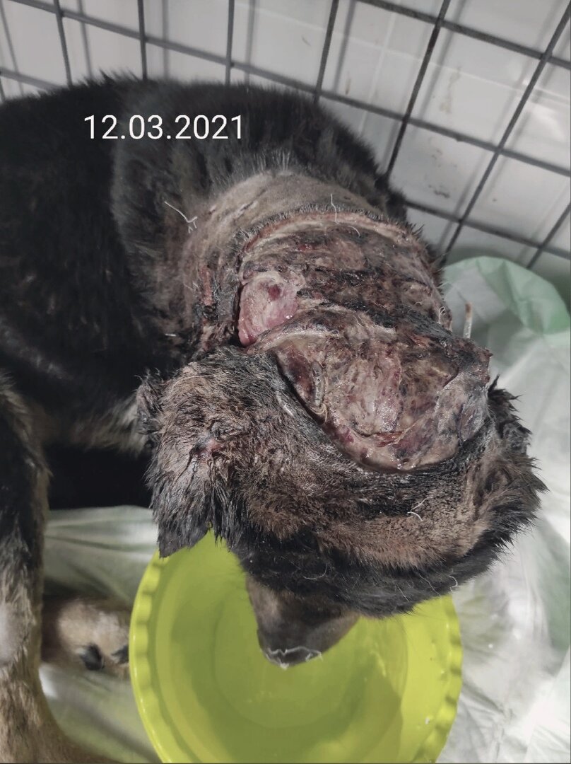 Рана после первичной обработки