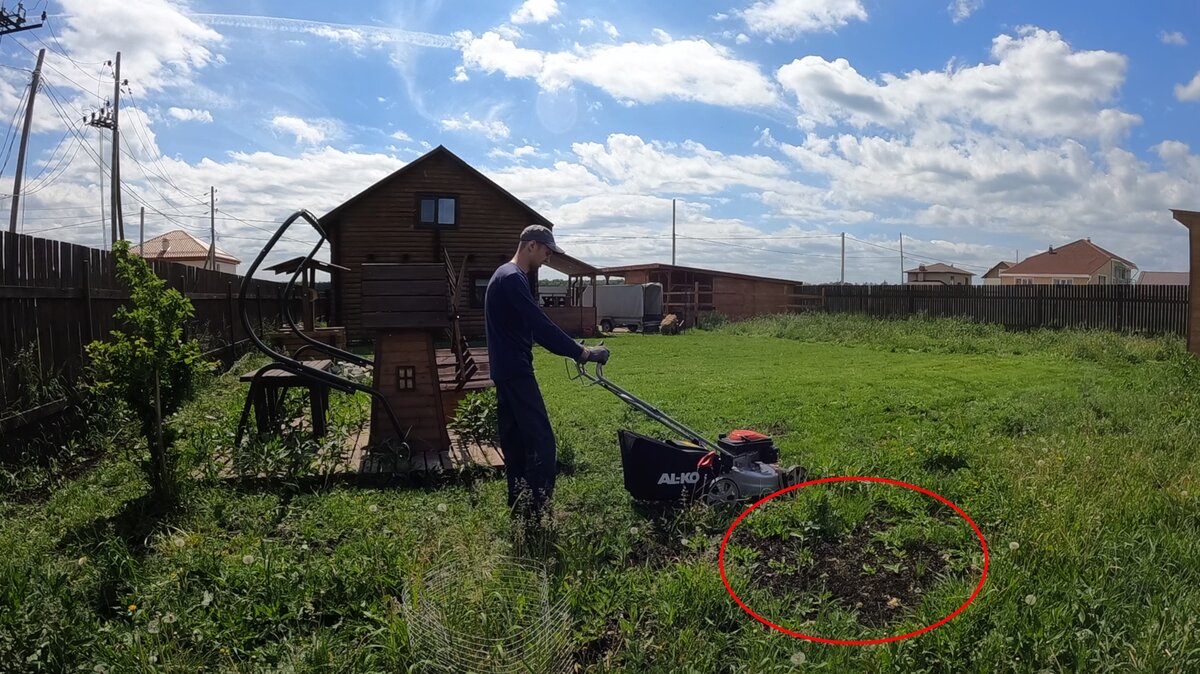 Эксперимент с газоном и сорняками окончен! Такого результата не ожидал.  Показываю что получилось | Рабочая Молодежь | Дзен