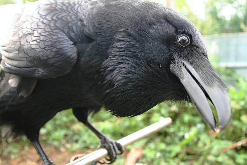 - Я тебя запомнил! 😎