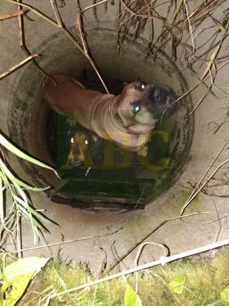 Фото: #ОСТОРОЖНОЛЮК https://vk.com/club192573425