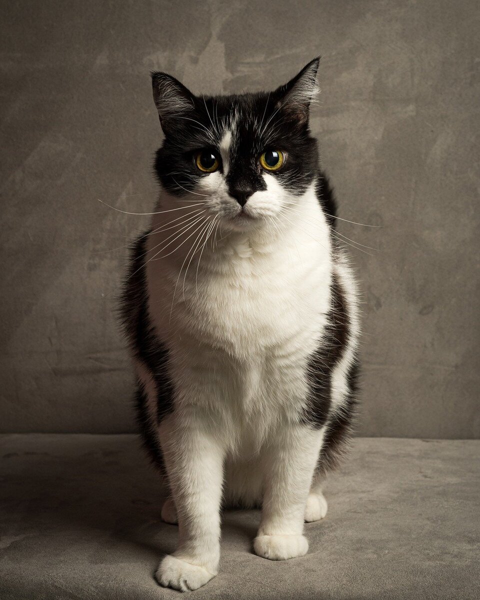 Кот