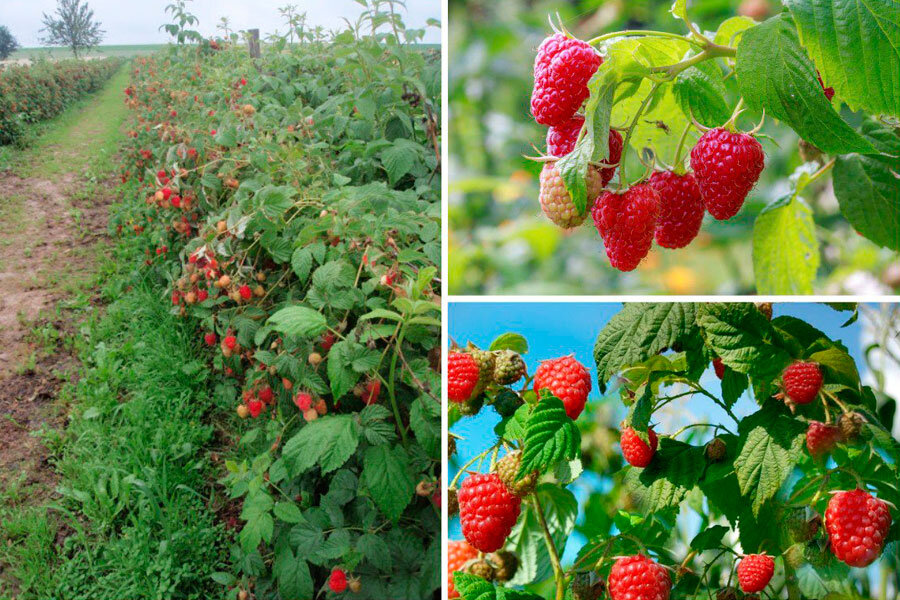 Выращивание малины: Как получить много ягод — 7 секретов обильного урожаякаждый год