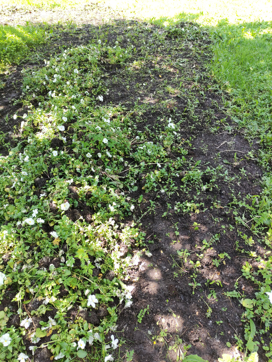 Вот так сейчас выглядит клума: если приглядитесь, то увидите, что цветы слева просто выкопаны и свалены