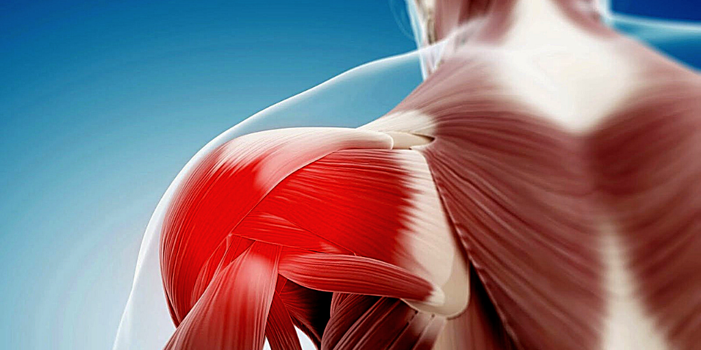 Плечевой сустав, мышечный спазм.