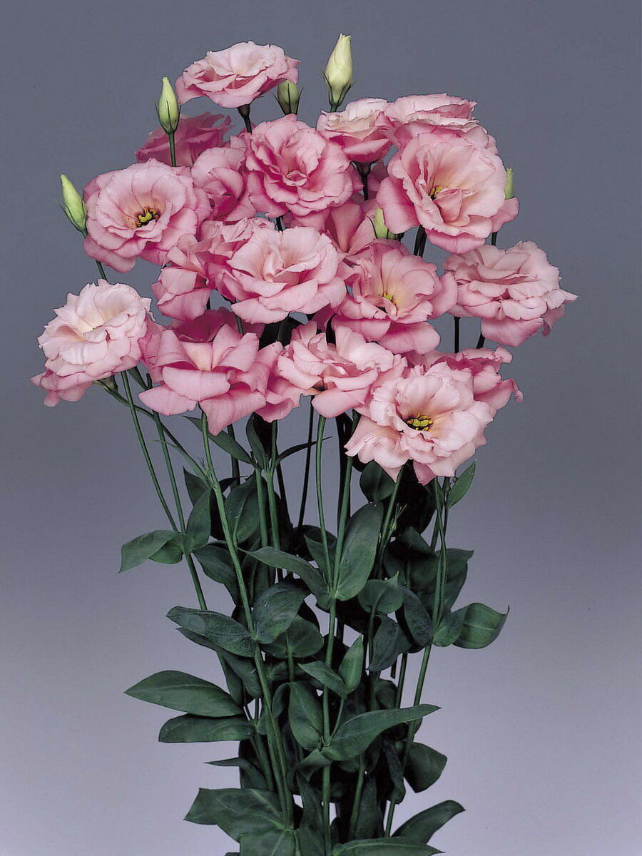 Сорта эустомы с сиреневыми бутонами