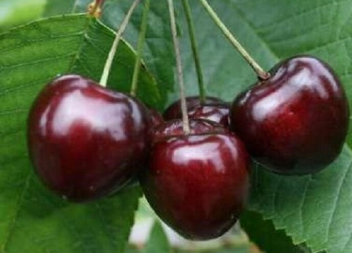 Некрупные ягоды черешни имеют форму сердца и весят около пяти грамм. Кожа характеризуется тёмно-бордовым цветом, даже чёрным. Внутренняя мякоть немного светлее, обладает волокнистой структурой и повышенной сочностью. Косточка – полуотделяющаяся, овальной формы, среднего размера. Плоды растения на вкус сладкие, но с небольшой горчинкой. Созревают ягоды сорта Ленинградская черная – неодновременно, наливаясь в одном месте и оставаясь ещё неспелыми с другой. С одного взрослого дерева можно собрать примерно сорок килограмм спелых ягод, сахаристость которых зависит от своевременного проведения мероприятий по уходу, климатической зоны выращивания и правильно выбранного места посадки.