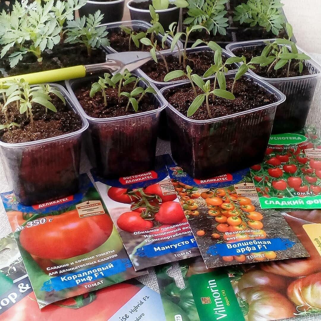 гибридные сорта томатов